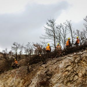 ΔΕΗ: Αποκατάσταση 13.600 στρεμμάτων στην Πάρνηθα με χορηγία 2,5 εκατ. ευρώ