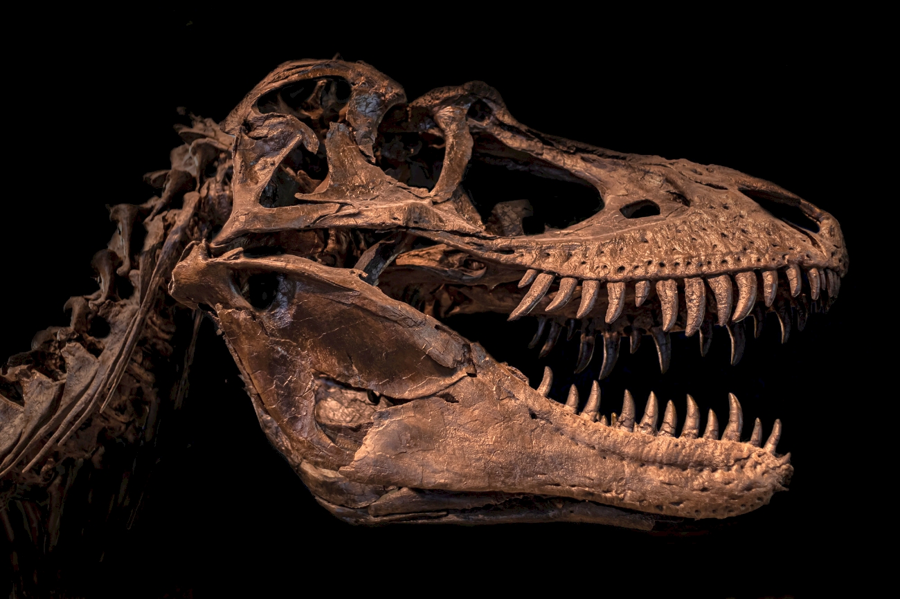 Δεινόσαυροι: Διακόσια χρόνια από την ανακάλυψή τους – Η ιστορία του μεγαλόσαυρου