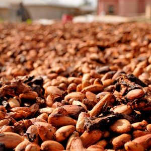 Κακάο: Οι βροχές ευνοούν τη σοδειά στην Ακτή Ελεφαντοστού