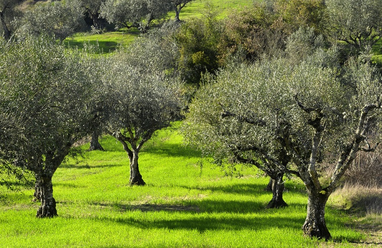 Βόρειο Αιγαίο: Ζητούν αποζημιώσεις για την ακαρπία της ελιάς