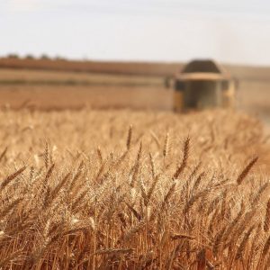 Βρετανία: Στο έλεος της ξηρασίας οι αγρότες – Καμπανάκι για ελλείψεις τροφίμων