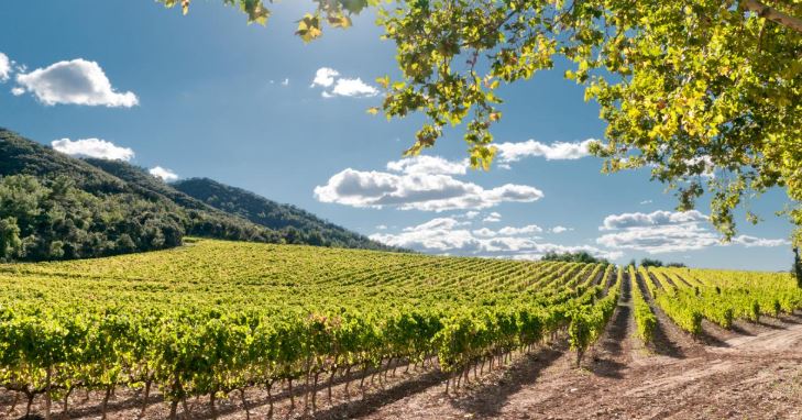 Ισπανία: Το big bang του ισπανικού κρασιού – Γεμίζει αμπελώνες η Ιβηρική
