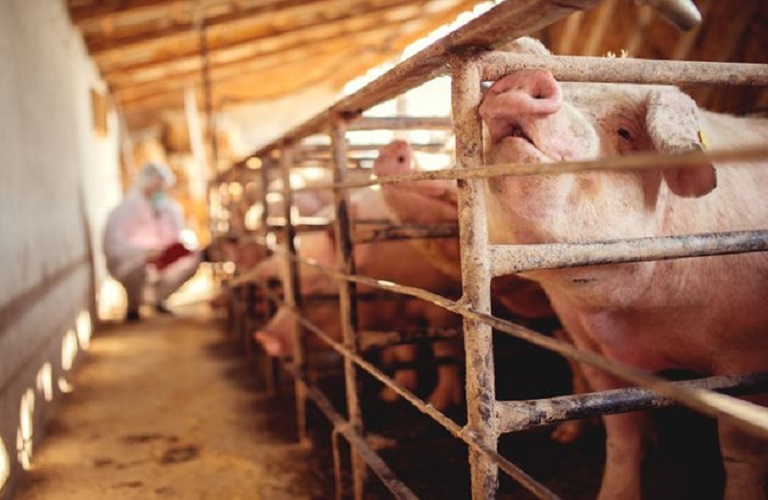 ΕΕ: Κανόνες για τη μείωση της ρύπανση από τις μεγάλες κτηνοτροφικές μονάδες