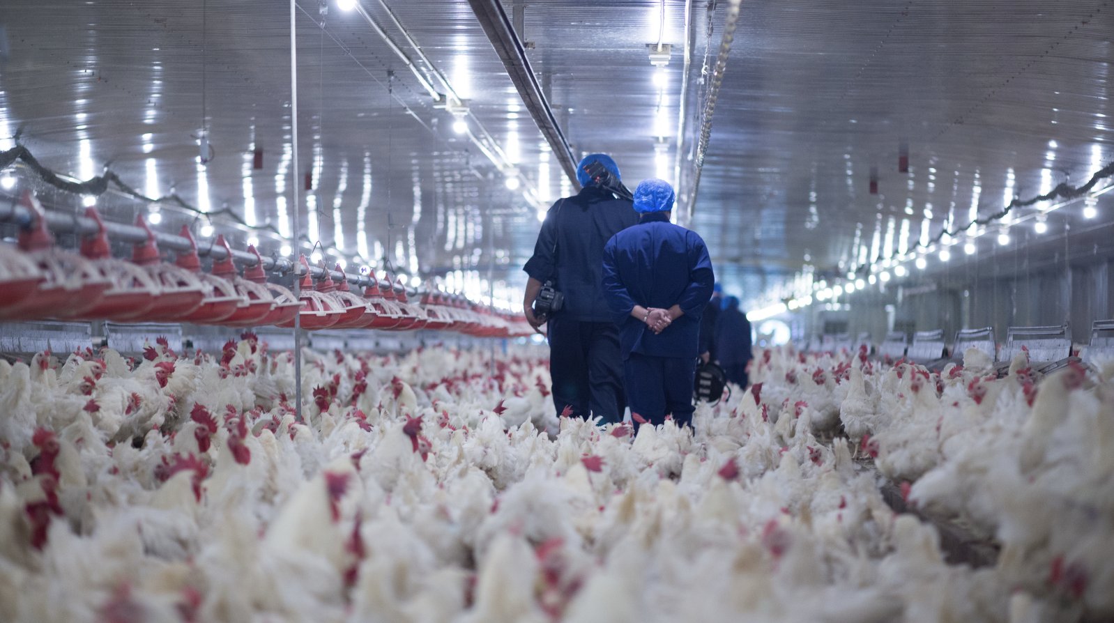 Γρίπη των πτηνών: Εκτοξεύει τις τιμές των αυγών