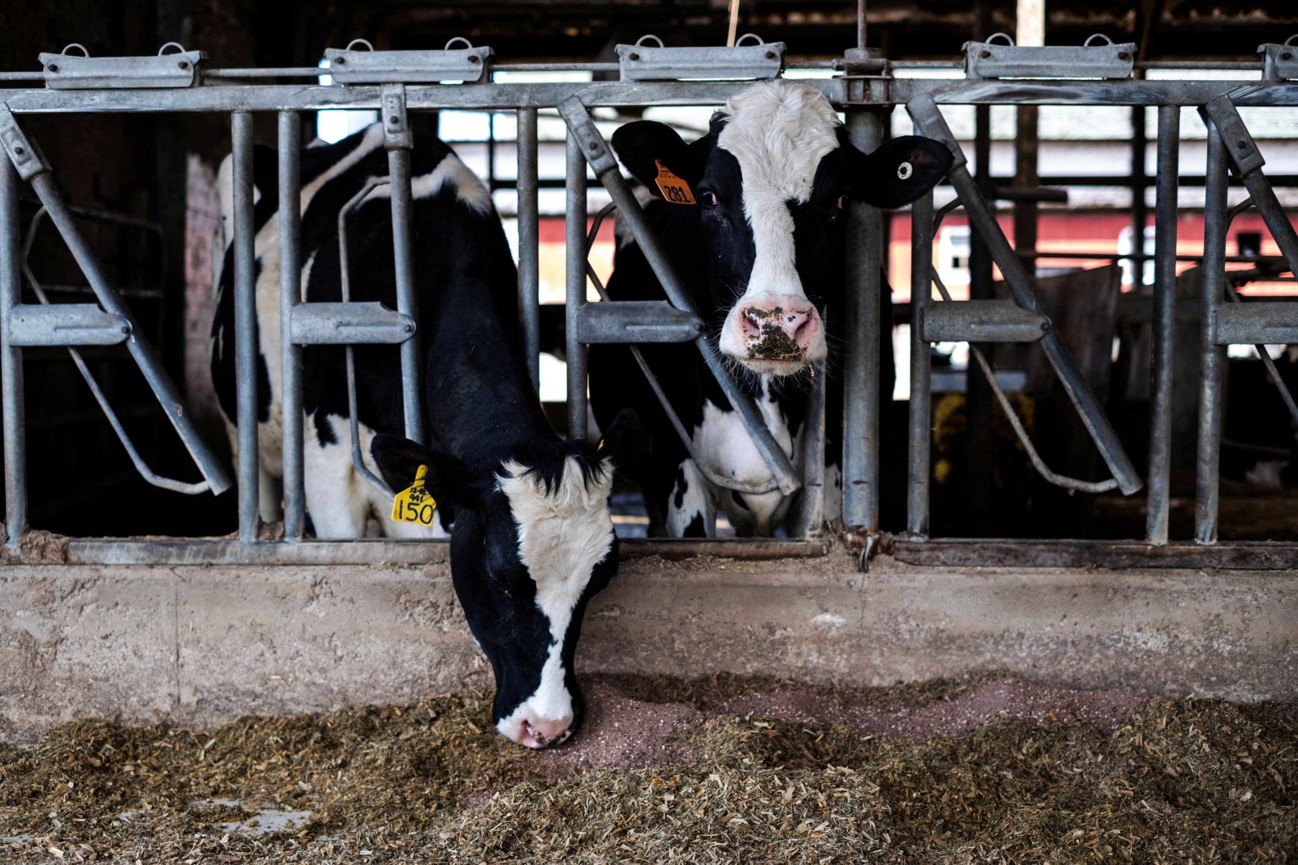 Γρίπη των πτηνών: Συναγερμός στις ΗΠΑ λόγω εξάπλωσης σε αγελάδες γαλακτοπαραγωγής