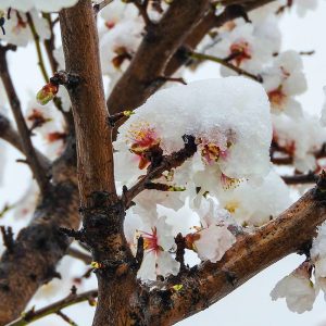 Ενισχύσεις: Πήραν ΦΕΚ οι de minimis για ζημιές του 2021 στο προανθικό στάδιο