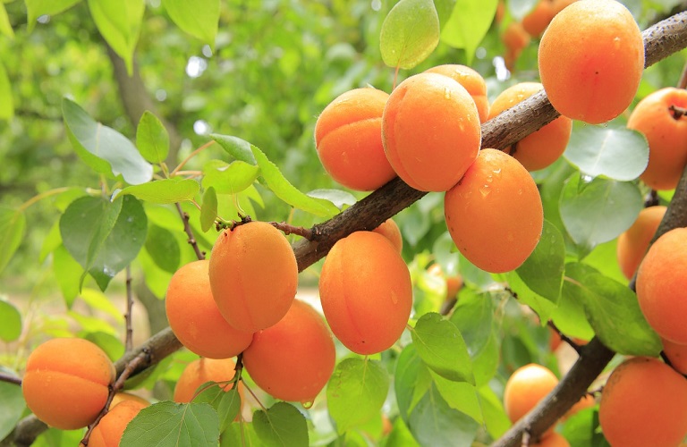 Europeche: Greek Apricot Production Recovers