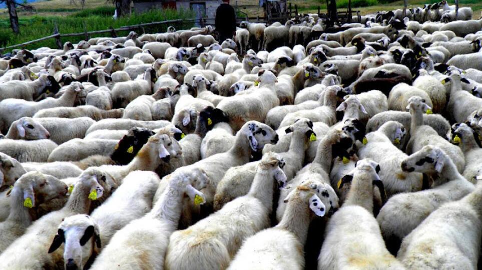 Ακρίβεια: Σε τι τιμές θα κυμανθεί το αρνί ενόψει Πάσχα – Τι λένε οι κτηνοτρόφοι για τις ελληνοποιήσεις