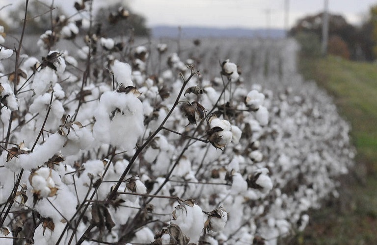 Βαμβάκι: Καθορίστηκε η ελάχιστη στρεμματική απόδοση για την ειδική ενίσχυση