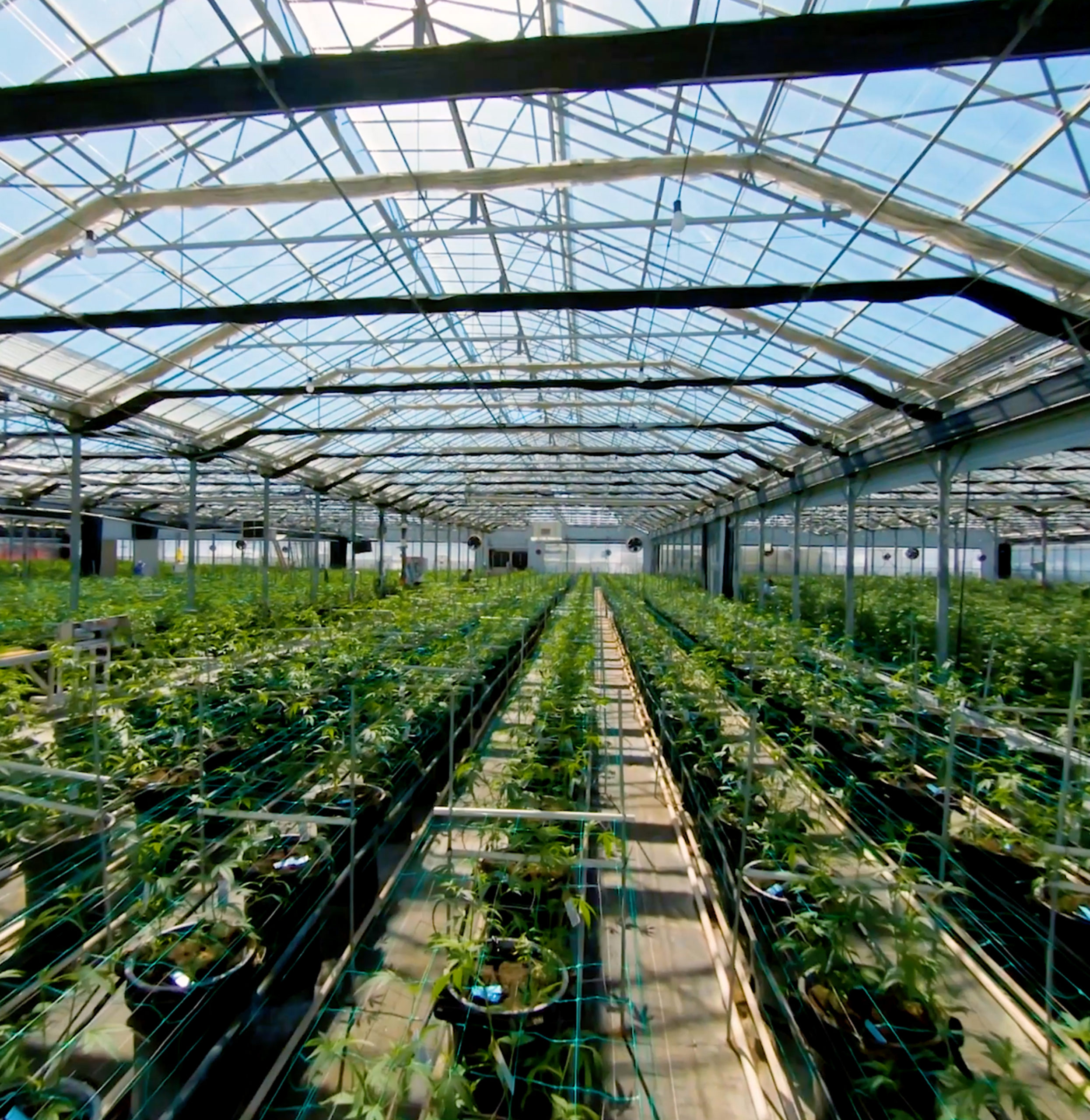 Βρετανία: Η εταιρεία που βρήκε τον τρόπο να καλλιεργεί κάνναβη με μηδενικό αποτύπωμα άνθρακα