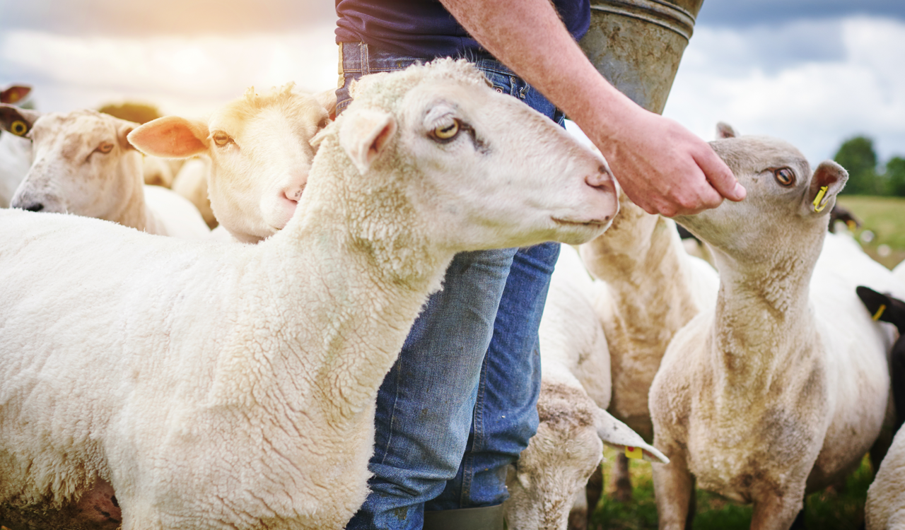 Αμνοερίφια: Πεδίο δόξης λαμπρό για «βαφτίσια» και αισχροκέρδεια φέτος – Πόσο πουλάνε οι κτηνοτρόφοι