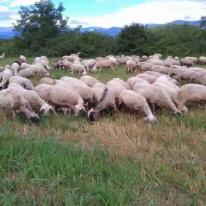 Ευλογιά προβάτων: Αποζημιώσεις για απώλειες εισοδήματος και ζώων ζητούν οι κτηνοτρόφοι
