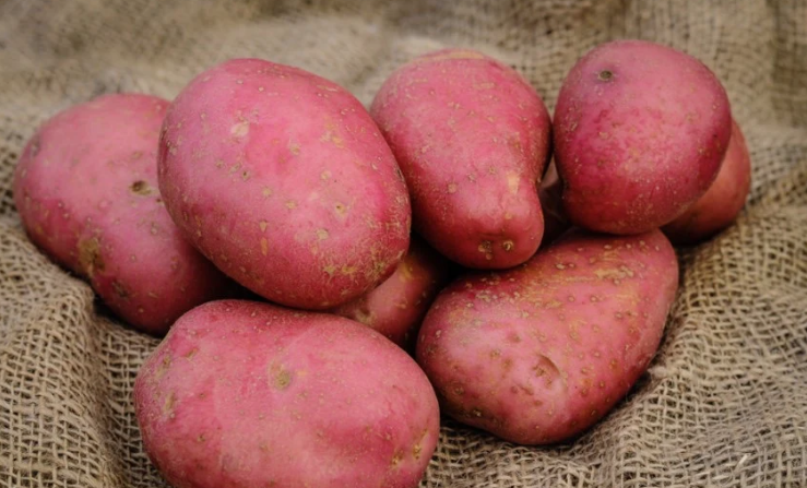 Ιρλανδία: Τα ακραία καιρικά φαινόμενα απειλούν την παραγωγή πατάτας