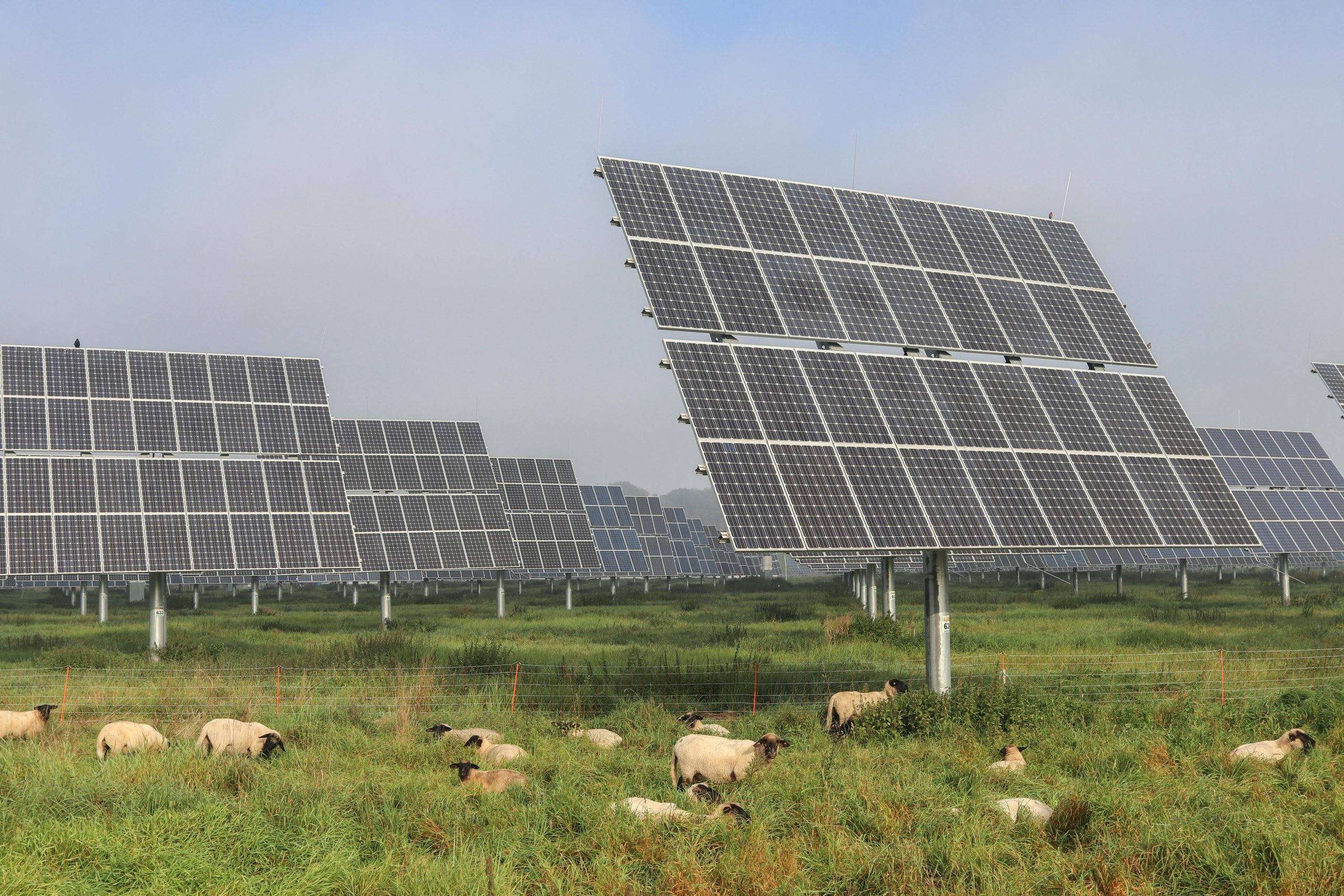 ΑΠΕ: Η Wall Street στρέφεται σε πρόβατα «ηλιακής βόσκησης» για να γίνει πιο πράσινη