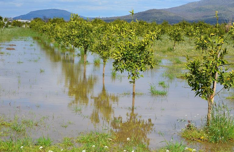 Θεσσαλία: Σχέδιο για τη γεωργική και κτηνοτροφική ανασυγκρότηση