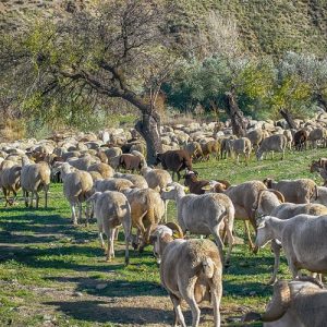 Ευλογιά προβάτων: Περισσότερα από 140.000 πρόβατα έχουν θανατωθεί – Σε απόγνωση οι κτηνοτρόφοι
