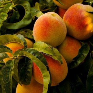Αγρότες: Έως και 60% μειωμένα τα ροδάκινα και νεκταρίνια στο Βελβεντό