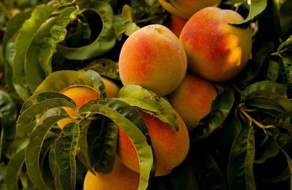 Αγρότες: Έως και 60% μειωμένα τα ροδάκινα και νεκταρίνια στο Βελβεντό
