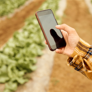 Αγροτικά προϊόντα:  Πώς θα λειτουργεί η εφαρμογή Agro-Verify