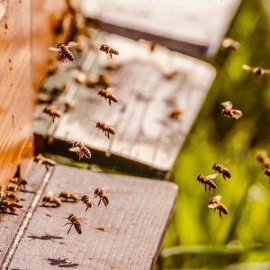 Στερεά Ελλάδα: Ξεκινά η β’ φάση του προγράμματος βασιλοτροφία