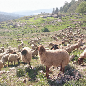 Ευλογιά προβάτων: Διαχείριση της κρίσης στην κτηνοτροφία – Το αίτημα της Θεσσαλίας