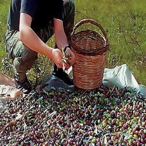 ΔΥΠΑ: Ξεκινούν αιτήσεις για νέο επιδοτούμενο πρόγραμμα κατάρτισης στην ελαιοκομία