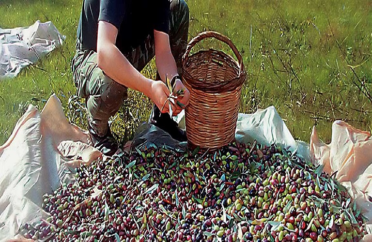 ΔΥΠΑ: Ξεκινούν αιτήσεις για νέο επιδοτούμενο πρόγραμμα κατάρτισης στην ελαιοκομία