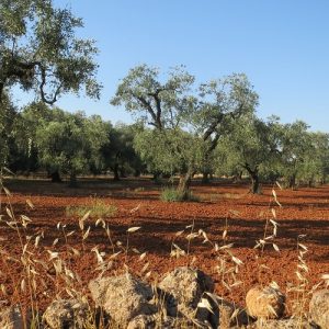 Πελοπόννησος: Γεωργία ακριβείας στον ελαιώνα