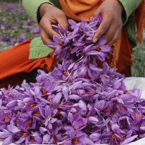 Κρόκος Κοζάνης: Μειωμένη παραγωγή αναμένεται και φέτος