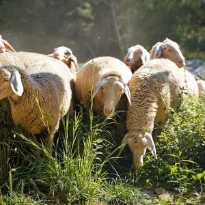 ΥΠΑΑΤ: Πρόσθετα μέτρα για την αντιμετώπιση της ευλογιάς των αιγοπροβάτων
