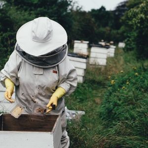 ΚΑΠ: «Τρέχει» η προθεσμία για ένταξη σε μελισσοκομικά προγράμματα
