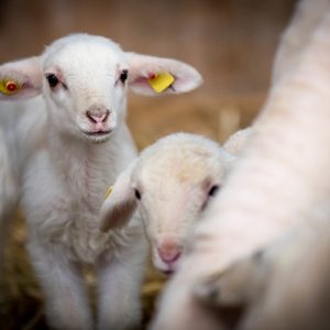 ΗΠΑ: Το αρνί είναι ακριβό και δεν είναι «φταίνε» οι δασμοί