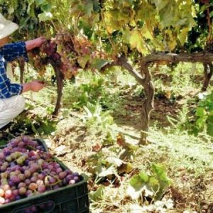 Αμπέλι: Τι ισχύει με τον τρύγο οινοποιήσιμων ποικιλιών