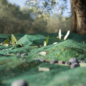 Επιτραπέζια ελιά: «Κανονική» η σεζόν 2024-205 – Τι προβλέπεται για τη νέα συγκομιδή