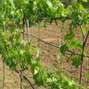 Αμπέλι: Χορήγηση αδειών για νέες φυτεύσεις οινοποιήσιμων ποικιλιών