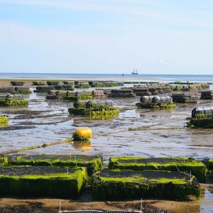 Υδατοκαλλιέργεια: Στο 1 εκατ. τόνους η παραγωγή στην ΕΕ αξίας 4,6 δισ. ευρώ – Η θέση της Ελλάδας