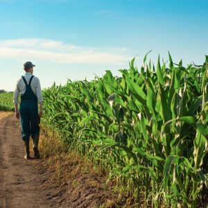Reuters: Greek Farmers Use Illegal Chinese Pesticides