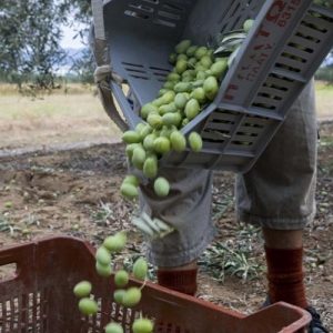 Ελιά: Υποχρεωτικές οι δηλώσεις συγκομιδής – Η διαδικασία