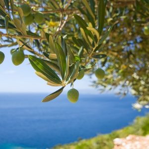 Ελιά: «Ανθίζει» σε πάνω από τη μισή Ελλάδα – Τι αποκαλύπτει έρευνα