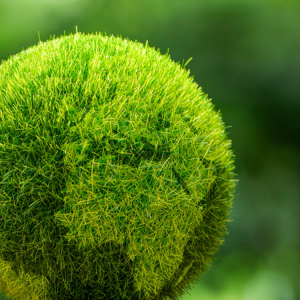 The “Hidden Cost” of the Green Transition