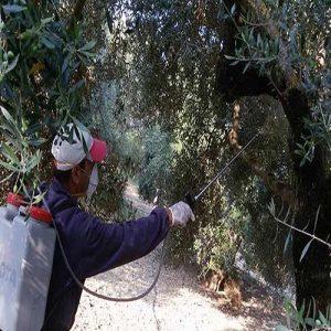 Ελιά: Πώς θα κατανεμηθεί το προσωπικό για τη δακοκτονία του 2025