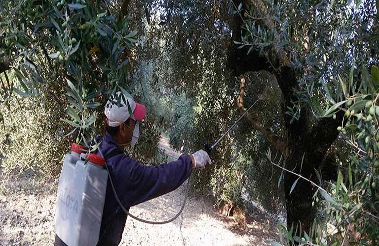 Ελιά: Πώς θα κατανεμηθεί το προσωπικό για τη δακοκτονία του 2025