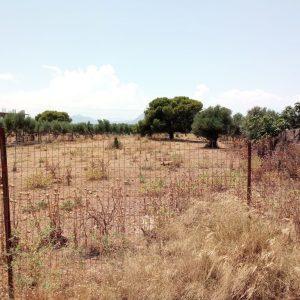 Κατσαφάδος: Ερχονται ποινές για δήμους που δεν καθαρίζουν οικόπεδα