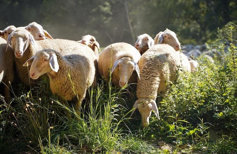 Ευλογιά προβάτων: Την πρόσληψη κτηνιάτρων ζητά η Θεσσαλία