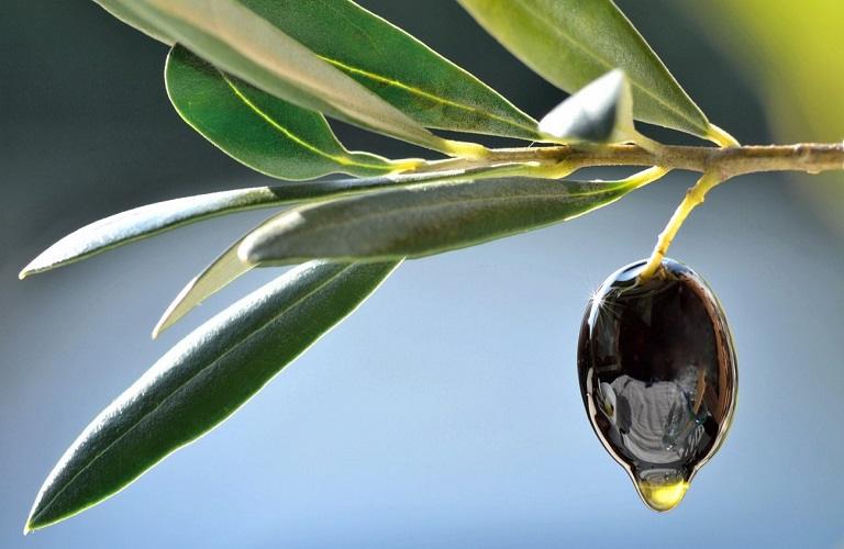ΕΘΕΑΣ: Δυσλειτουργικό και αναποτελεσματικό το ελαιοκομικό μητρώο