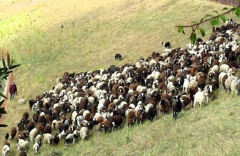 Ζωικό κεφάλαιο: Λιγόστεψαν τα κοπάδια στην Ελλάδα το 2024 – Οι απώλειες