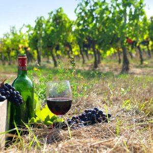 Greek Wines Get Global Push with New Export Funding Program