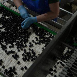 Ελιά: Σε απόγνωση οι παραγωγοί – Εκπέμπουν SOS για εργάτες γης