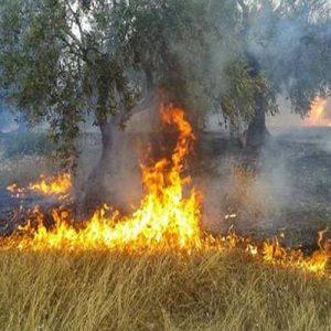 ΕΛΓΑ: Πληρωμή 13,5 εκατ. ευρώ για πυρκαγιές 2021