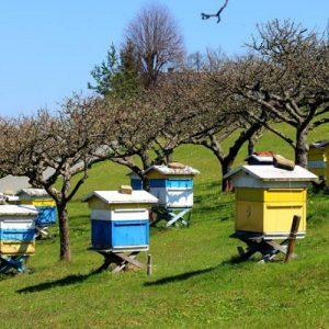 ΕΛΓΟ Δήμητρα: Εντατικοποίηση των ελέγχων στους φορείς πιστοποίησης για τα βιολογικά